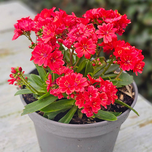 Lewisia cotyledon Sunset Glow Lewisia cotyledon Sunset Glow