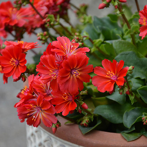Lewisia cotyledon Sunset Glow Lewisia cotyledon Sunset Glow