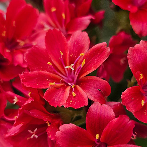 Lewisia cotyledon Sunset Glow Lewisia cotyledon Sunset Glow