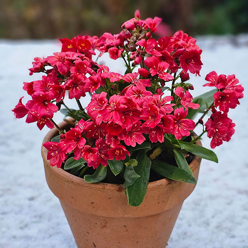 Lewisia cotyledon Sunset Glow Lewisia cotyledon Sunset Glow