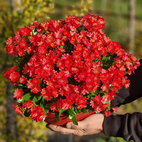Lewisia cotyledon Sunset Glow Lewisia cotyledon Sunset Glow