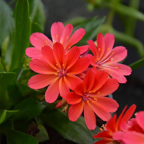 Lewisia cotyledon Sunset Glow Lewisia cotyledon Sunset Glow