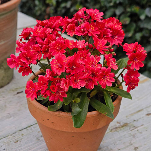 Lewisia cotyledon Sunset Glow Lewisia cotyledon Sunset Glow