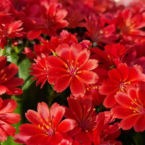 Lewisia cotyledon Sunset Glow Lewisia cotyledon Sunset Glow