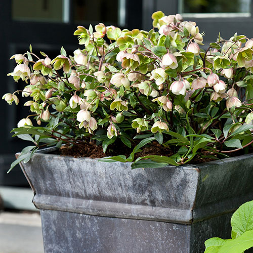 Hellebore Winterbells Hellebore Winterbells
