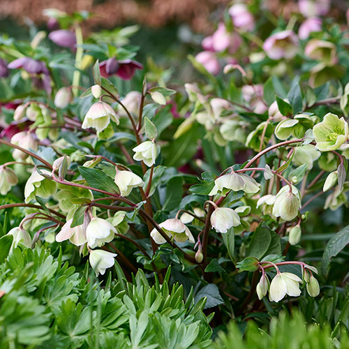 Hellebore Winterbells Hellebore Winterbells