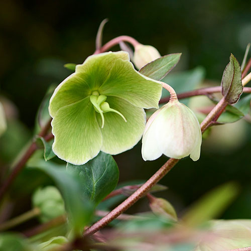 Hellebore Winterbells Hellebore Winterbells