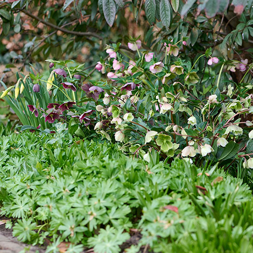 Hellebore Winterbells Hellebore Winterbells
