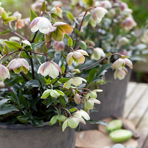 Hellebore Winterbells Hellebore Winterbells