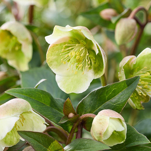Hellebore Winterbells Hellebore Winterbells