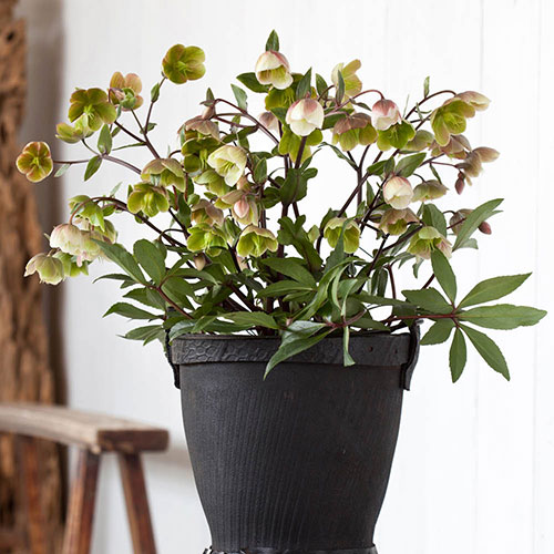 Hellebore Winterbells Hellebore Winterbells