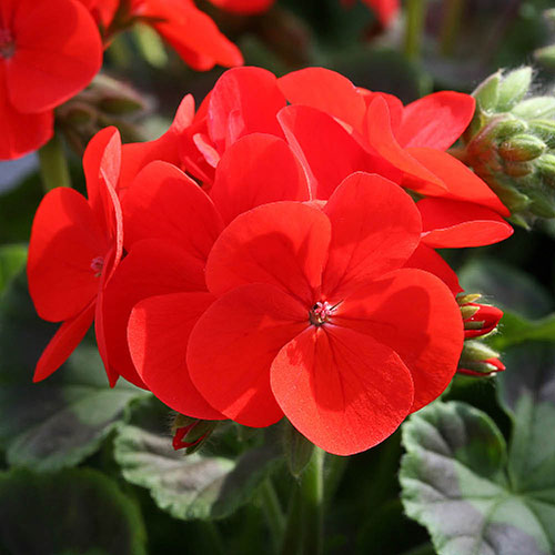 Geranium Fire Queen Geranium Fire Queen