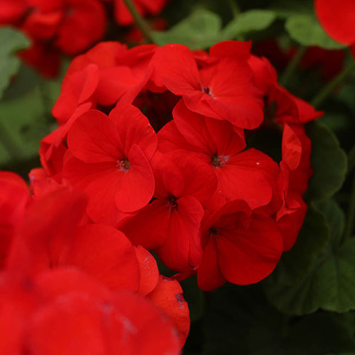 Geranium Fire Queen Geranium Fire Queen