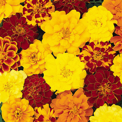 French Marigold Bonanza Mix French Marigold Bonanza Mix