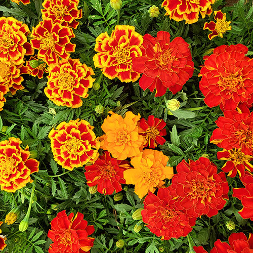 French Marigold Bonanza Mix French Marigold Bonanza Mix