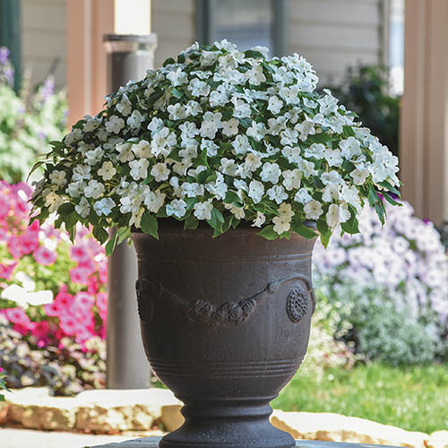 Busy Lizzie Beacon Mix Busy Lizzie Beacon Mix