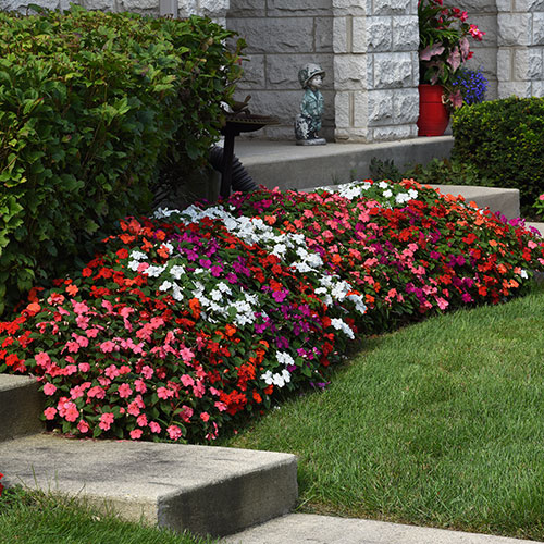 Busy Lizzie Beacon Mix Busy Lizzie Beacon Mix