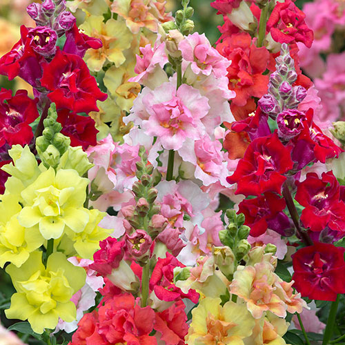 Antirrhinum Double Shot Mix Antirrhinum Double Shot Mix