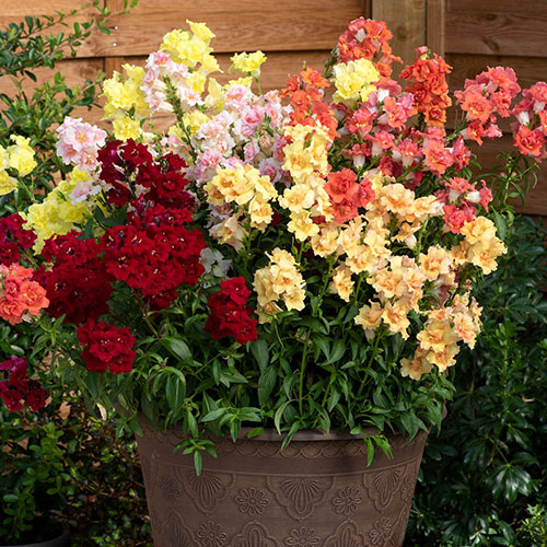 Antirrhinum Double Shot Mix Antirrhinum Double Shot Mix