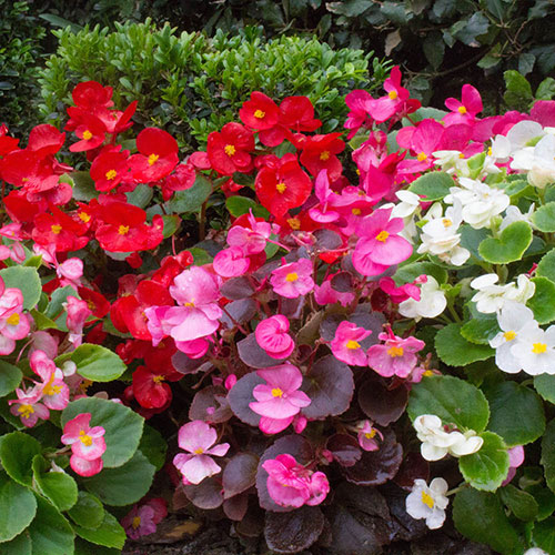 Begonia semperflorens Sahara Begonia semperflorens Sahara