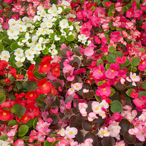 Begonia semperflorens Sahara Begonia semperflorens Sahara