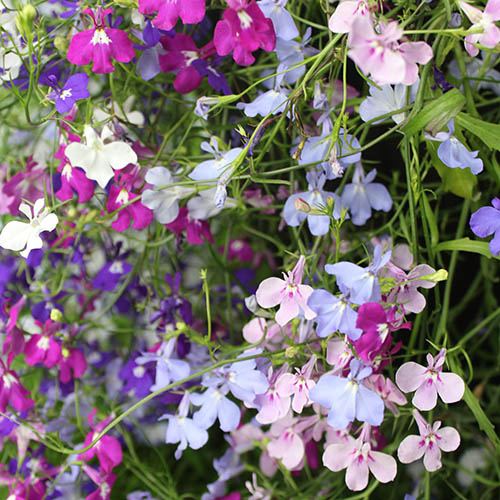 Lobelia Trail Away 40 x Pro Plugs Lobelia Trail Away 40 x Pro Plugs