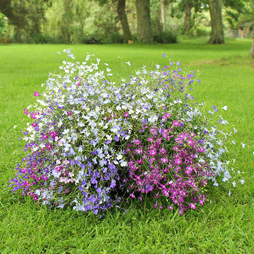 Lobelia Trail Away 40 x Pro Plugs Lobelia Trail Away 40 x Pro Plugs