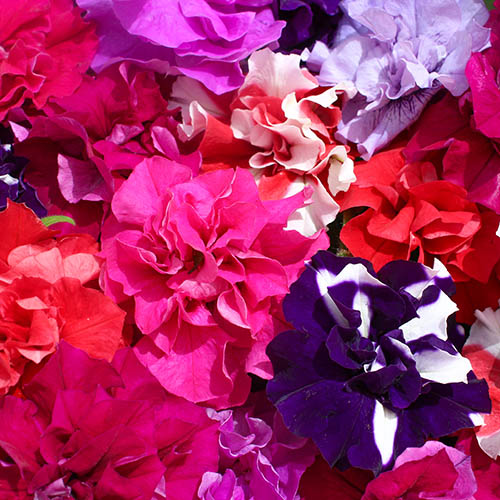 Petunia Bolero Petunia Bolero