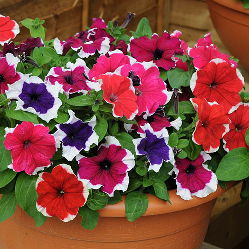 Petunia Express Ice Mix Petunia Express Ice Mix