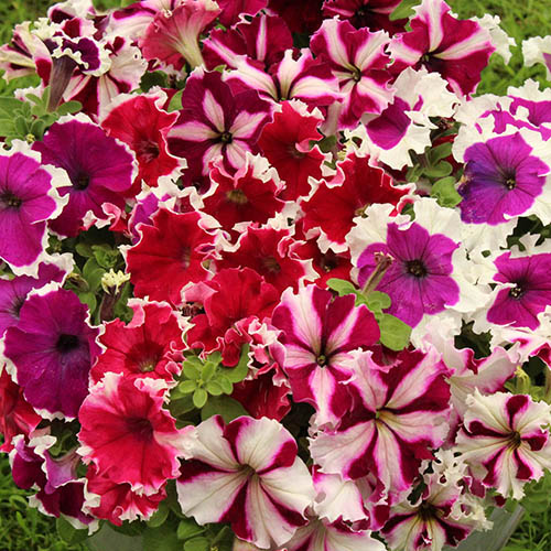 Petunia Express Ice Mix Petunia Express Ice Mix