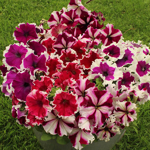 Petunia Express Ice Mix Petunia Express Ice Mix