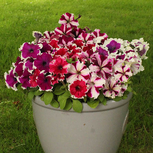 Petunia Express Ice Mix Petunia Express Ice Mix