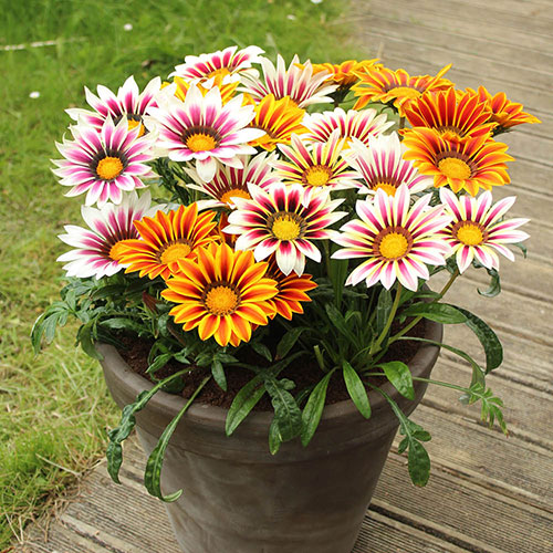 Gazania Firecracker Gazania Firecracker