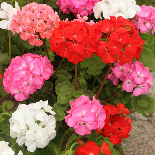 Upright Zonal Geranium Parade Mix Upright Zonal Geranium Parade Mix