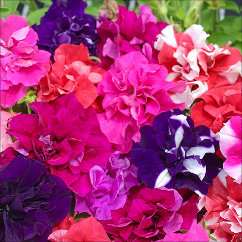 Petunia Bolero Petunia Bolero