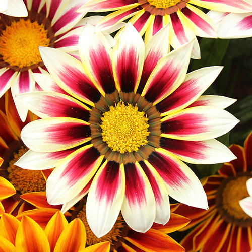 Gazania Firecracker Gazania Firecracker