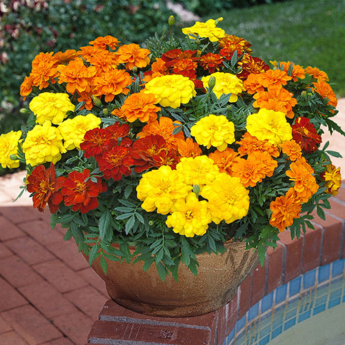 French Marigold Bonanza Mix French Marigold Bonanza Mix