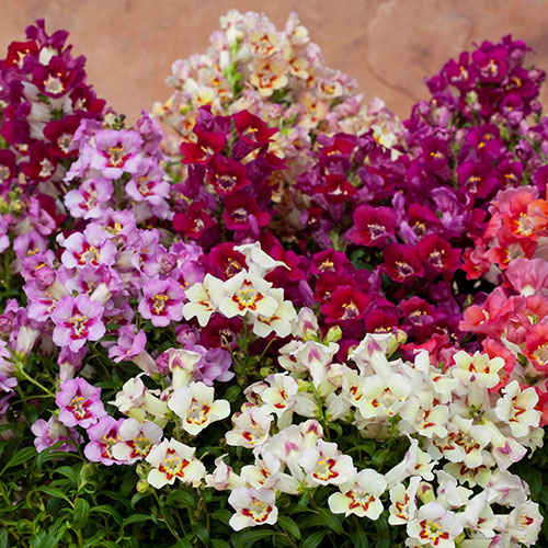 Antirrhinum Antiquity Mixed Antirrhinum Antiquity Mixed