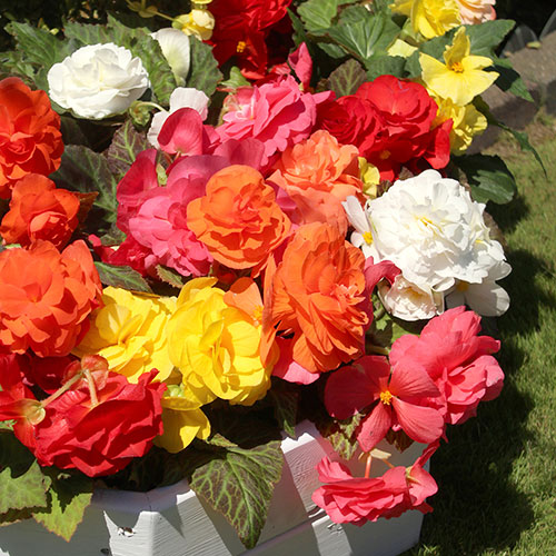 Begonia Compacta Begonia Compacta