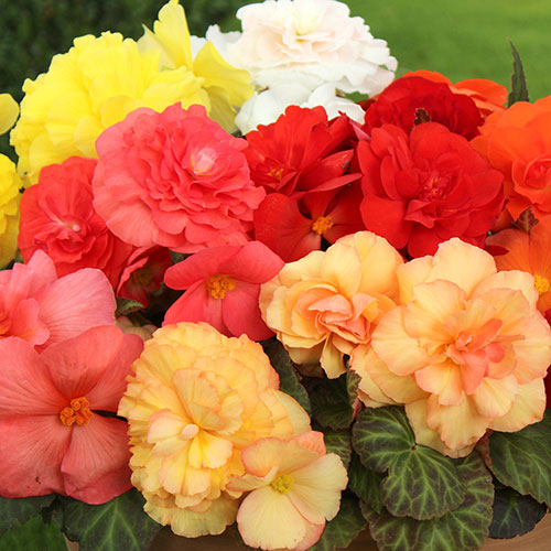 Begonia Compacta Begonia Compacta