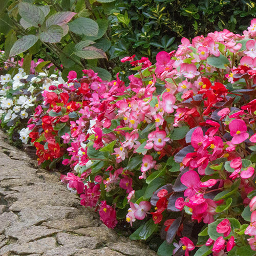 Begonia Sahara Begonia Sahara