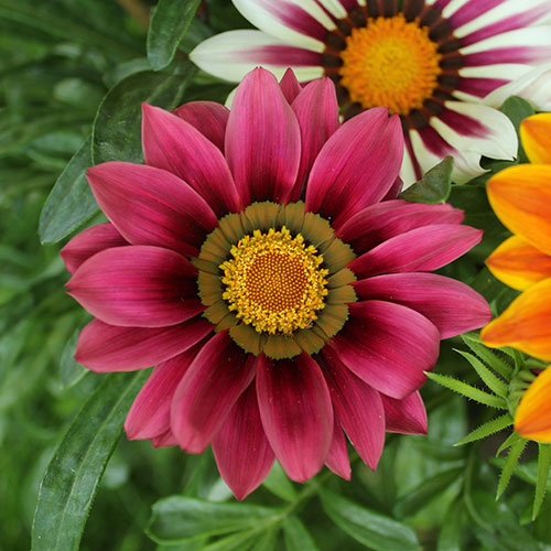 Gazania Sunrise Mix Gazania Sunrise Mix