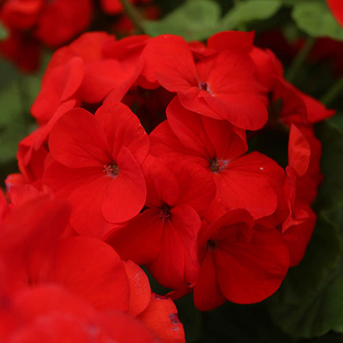 Upright Zonal Geranium Upright Zonal Geranium