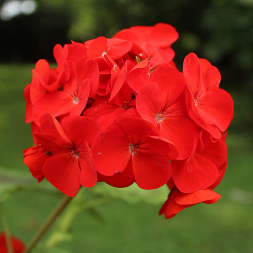 Upright Zonal Geranium Upright Zonal Geranium