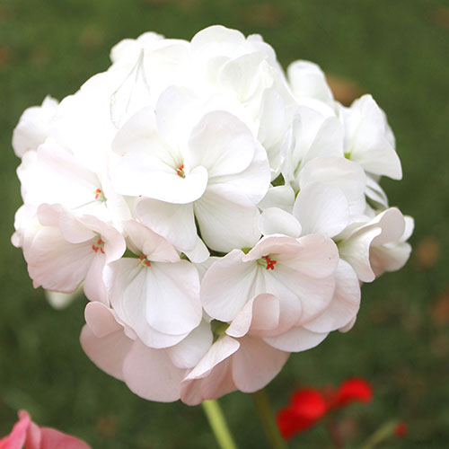 Upright Zonal Geranium Parade Mix Upright Zonal Geranium Parade Mix