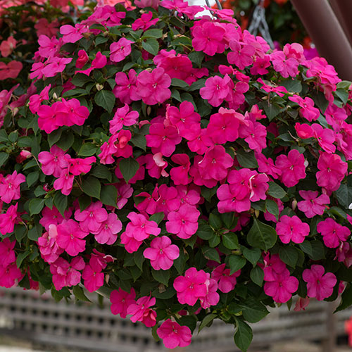 Busy Lizzie Beacon Busy Lizzie Beacon