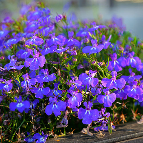 Lobelia Royal Blue Lobelia Royal Blue