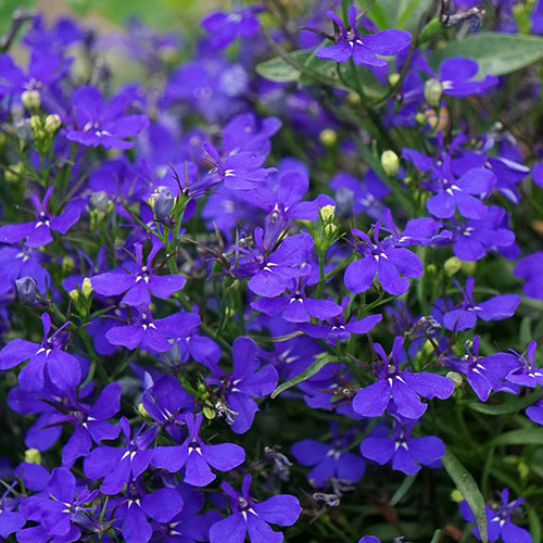 Lobelia Royal Blue Lobelia Royal Blue