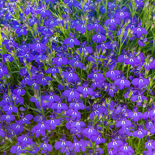 Lobelia Royal Blue Lobelia Royal Blue