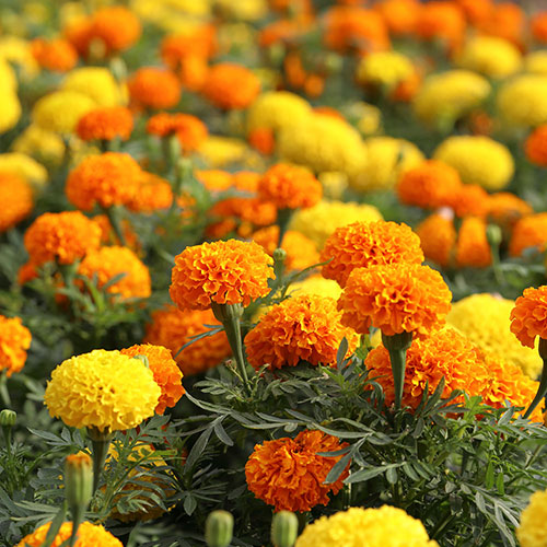 Marigold African Sun Mix Marigold African Sun Mix
